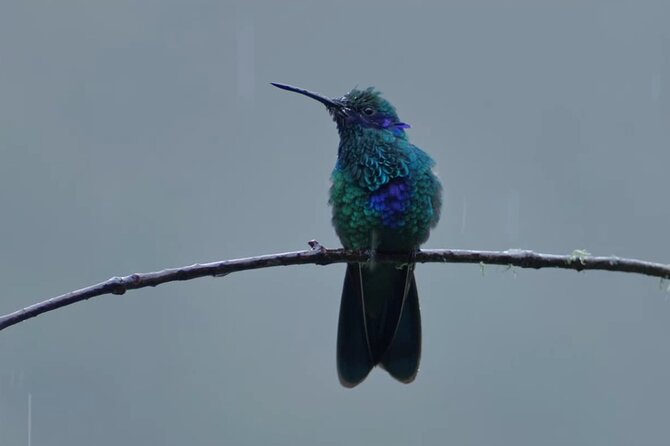Hummingbirds of the Sacred Valley - Cusco - Key things to know before you go
