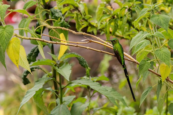 Hummingbirds of the Sacred Valley - Cusco - What a 5-hour tour really feels like on the ground