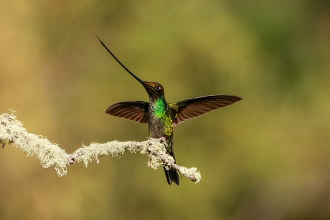 Hummingbirds of the Sacred Valley - Cusco - Who this tour fits best (and who might want a different plan)