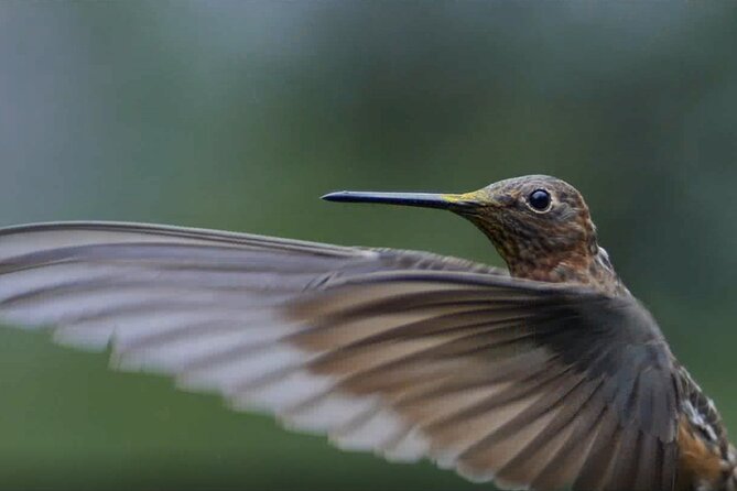 Hummingbirds of the Sacred Valley - Cusco - Practical tips to make the most of your Ensifera time