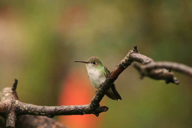 Hummingbirds of the Sacred Valley - Cusco - The guide matters, and Jose is the reason many people book this twice