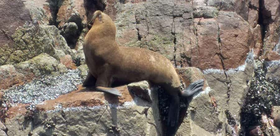 Ica: Ballestas Island & Paracas Reserve Private Tour - Playa Roja and Lagunillas: when the sand is the star