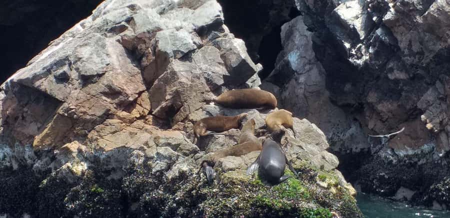 Ica: Ballestas Island & Paracas Reserve Private Tour - Guide time and languages: how to get the most out of the explanations