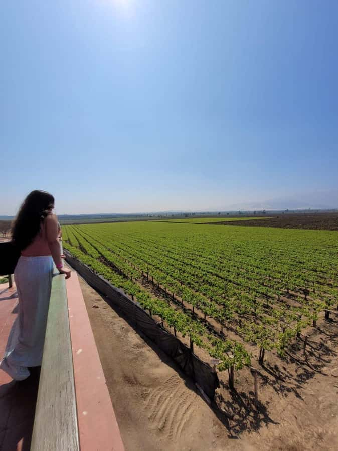 ICA: Pisco and Wine Route with tasting in 03 Wineries - Pickup, timing, and why the 210 minutes make sense