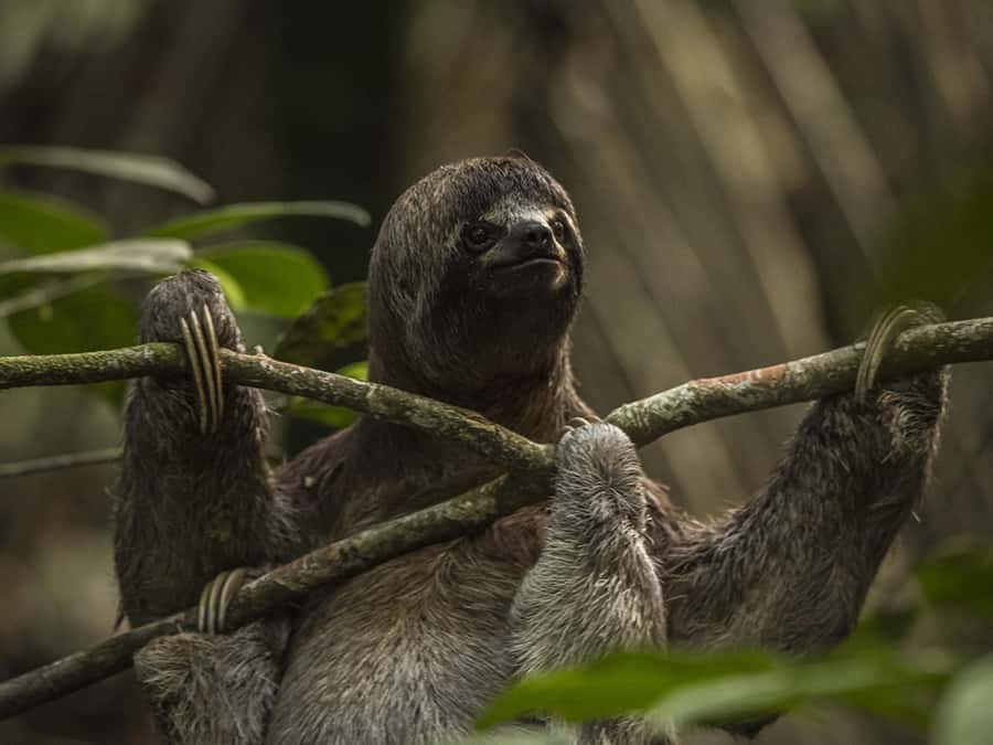 Iquitos: 2 Days and 1 Night Guided Amazon Jungle Tour - Key Things That Make This Tour Work