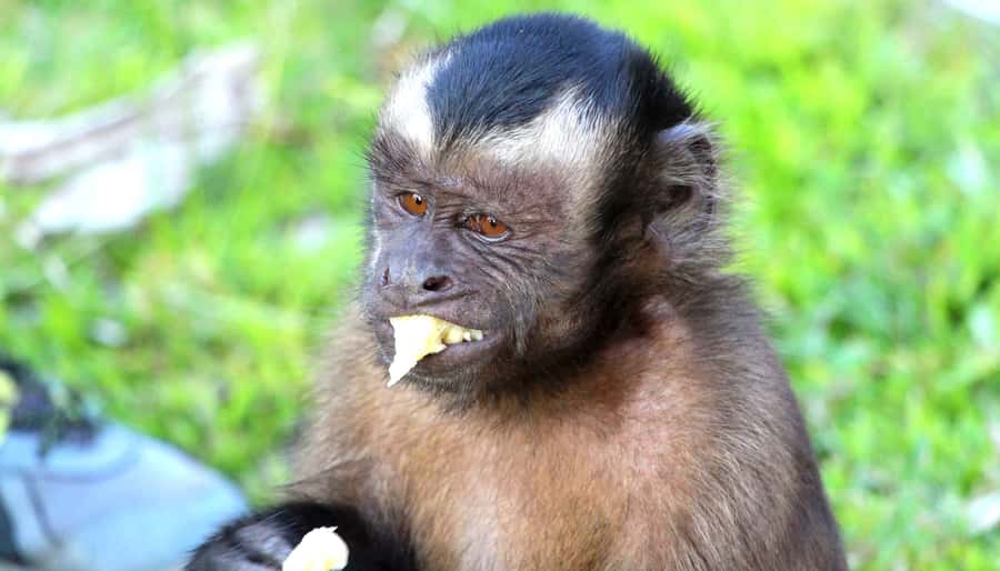 Iquitos: 2 Days and 1 Night Guided Amazon Jungle Tour - From Iquitos to the Jungle: Boat Travel and First Animal Stops