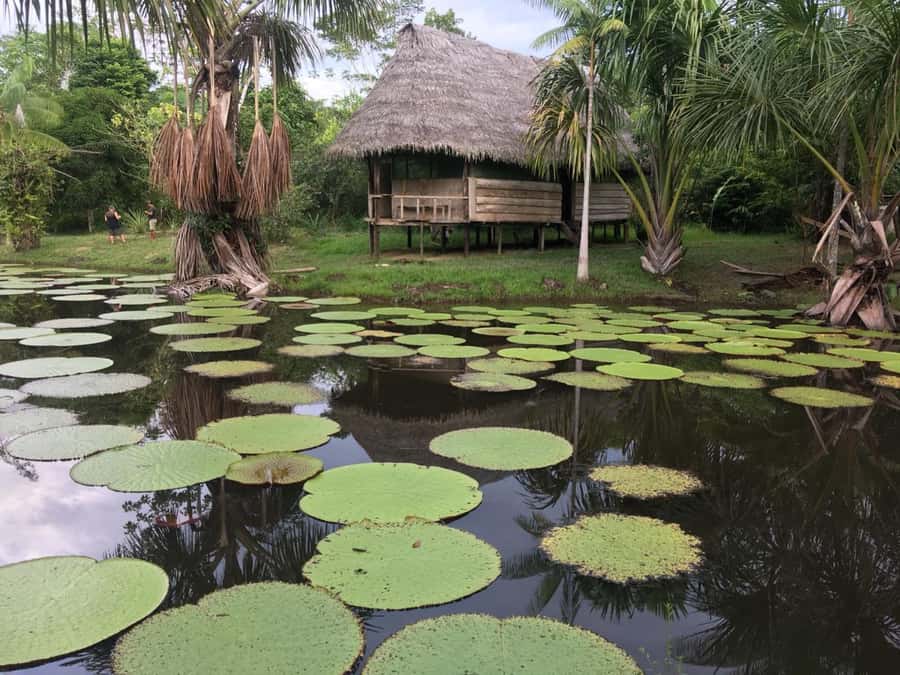 Iquitos: 2 Days and 1 Night Guided Amazon Jungle Tour - The Lodge Arrival, 26-Meter Mirador, and Jungle Views You Can Feel