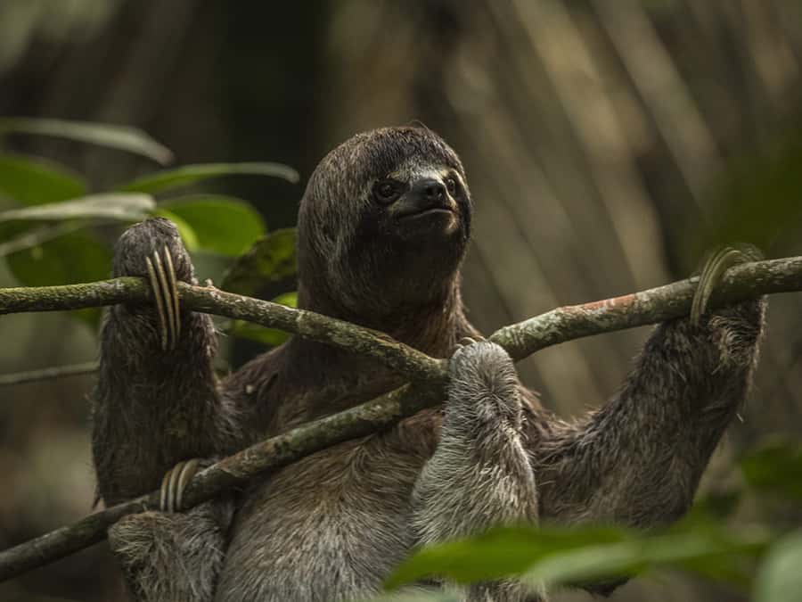Iquitos: 3 Days and 2 Nights Guided Amazon Jungle Tour - The Lodge Rhythm: Good Food, Limited Electricity, and Real Jungle Comfort