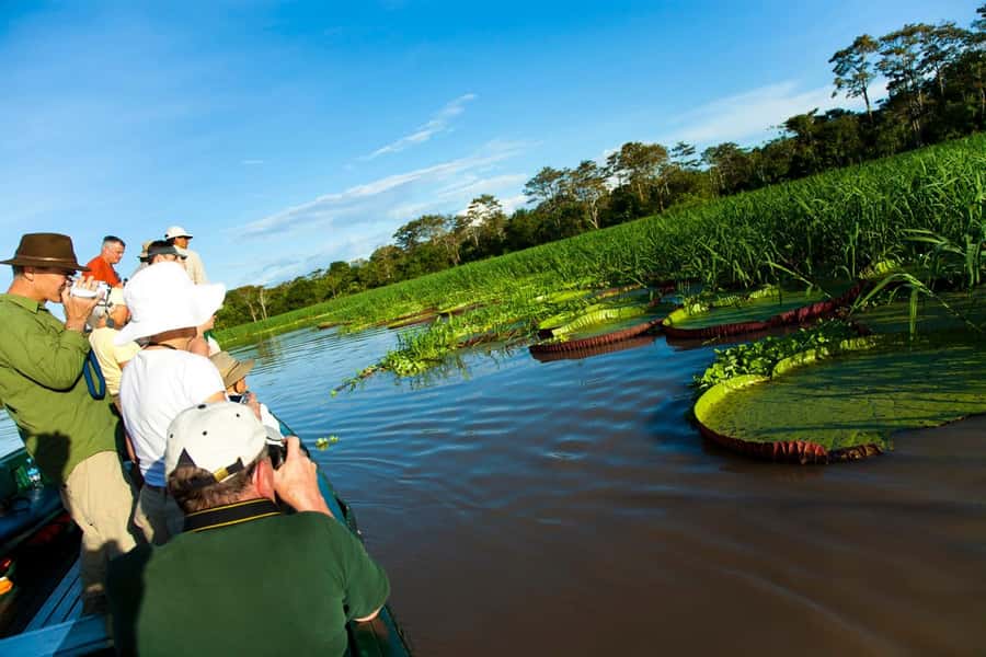 Iquitos: 3 Days and 2 Nights Guided Amazon Jungle Tour - Day 3: Huimba Tree Trek and a Slow Morning Before Leaving