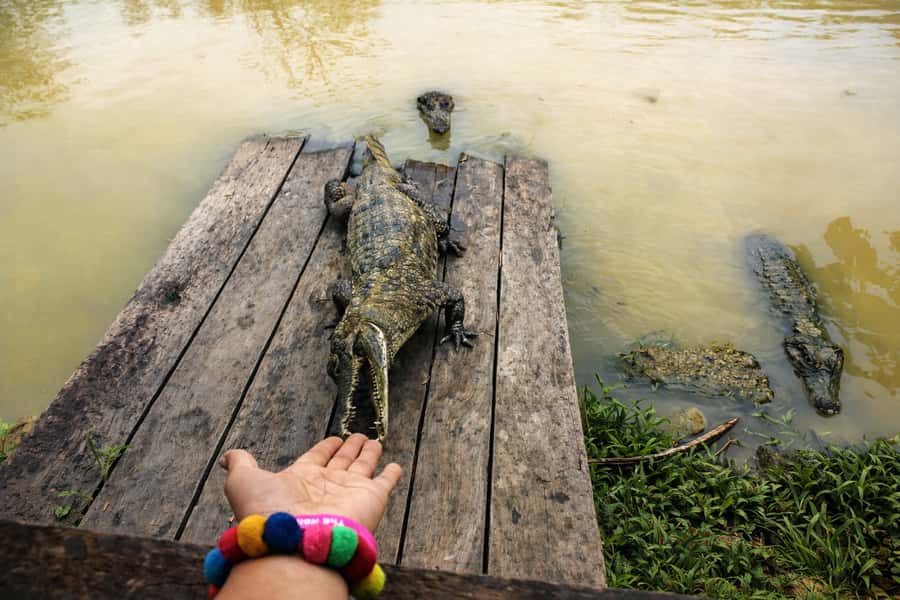 Iquitos: 6-Hour Wonderful Wildlife Guided Tour - Guides, safety, and what the reviews clue you into