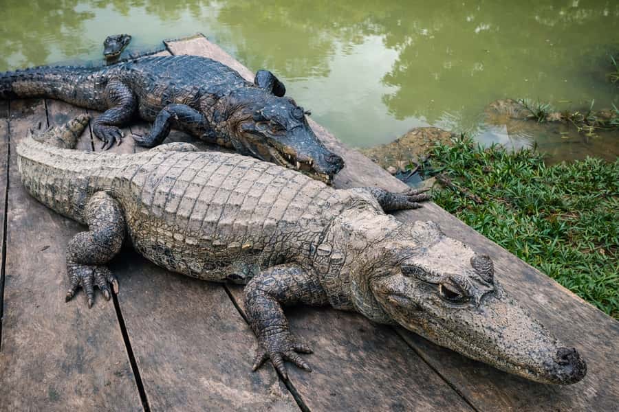 Iquitos: 6-Hour Wonderful Wildlife Guided Tour - The Amazon viewpoint: panoramic views and scanning for wildlife