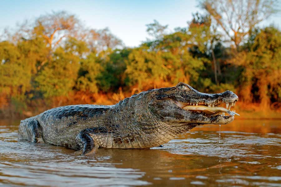 Iquitos: Full Day Tour in the Jungle | Amazon Safari - Dolphin watching: gray or pink dolphins, with the right mindset