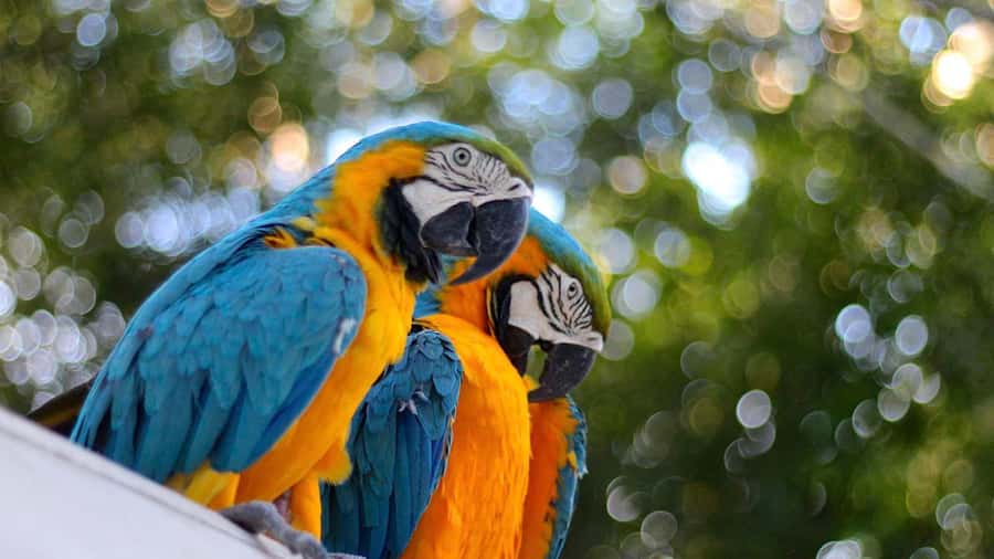 Iquitos: Full Day Tour in the Jungle | Amazon Safari - Amazonian trapiche tasting: camu camu, seven roots, and ginger