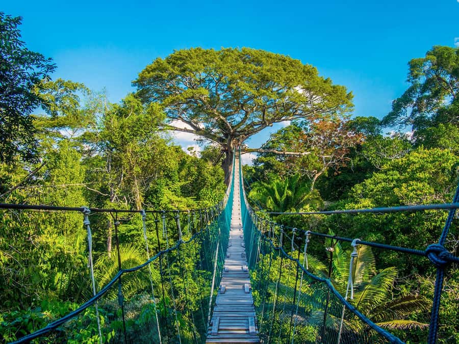 Iquitos: Full Day Tour in the Jungle | Amazon Safari - From Bella Vista Nanay to the confluence views