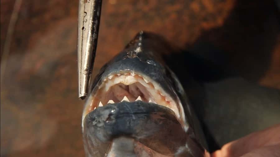Iquitos: Piranha Fishing Experience in the Amazon jungle - Key things I’d plan for before you go
