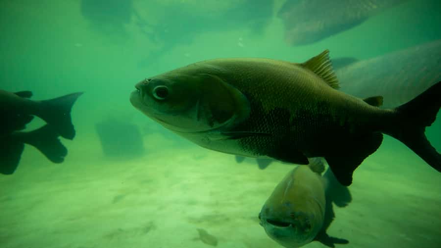 Iquitos: Piranha Fishing Experience in the Amazon jungle - Who should book this piranha fishing experience, and who should skip it