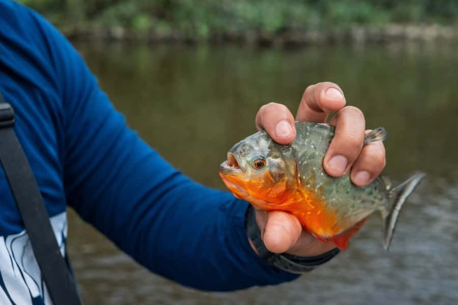Iquitos to the Amazon: 2-Day Jungle & Wildlife Experience - Rafting and Plant Life, Plus an Optional Community Visit