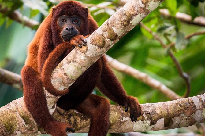 Lake Sandoval National reserve ,hiking and wildlife search - Puerto Maldonado hotel pickup, then straight to the reserve