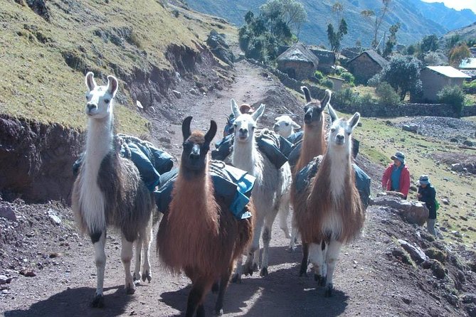 Lares Trek to Machu Picchu: 4-Day Tour - Price and logistics: is $602.06 good value for this 4-day plan?