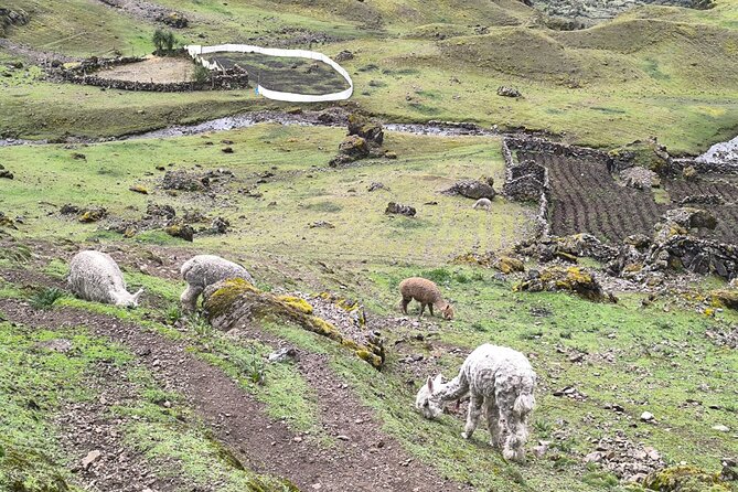 Lares Trek To Machupicchu With Thermal Baths 4Days - Guides, Chef Energy, and the Names You’ll Hear on This Trek
