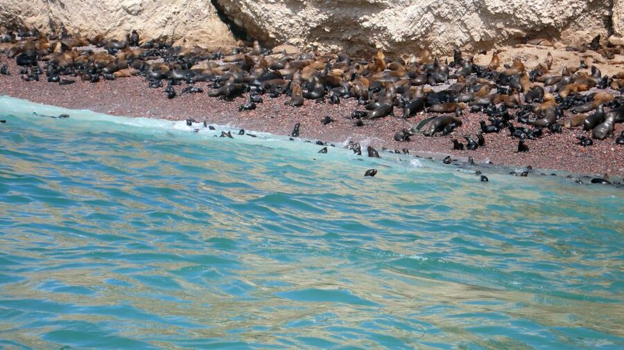 Lima: Ballestas & Huacachina Day Trip w/ Nazca Lines Flight - Group comfort: what to expect on buses, boats, and in the air