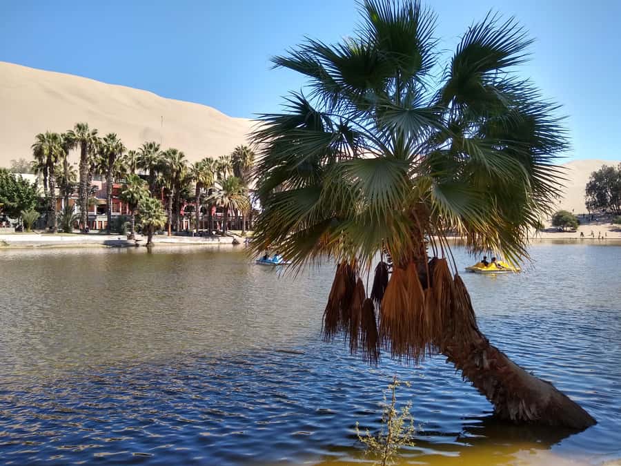 Lima: Ballestas Islands, Huacachina Oasis & Nazca Lines Tour - Small Group Comfort, Timing, and What to Bring