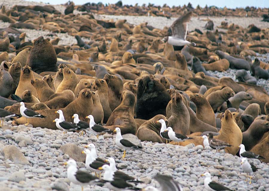 Lima: Ballestas Islands, Huacachina Oasis & Nazca Lines Tour - Who This Tour Fits Best (and Who Should Skip It)