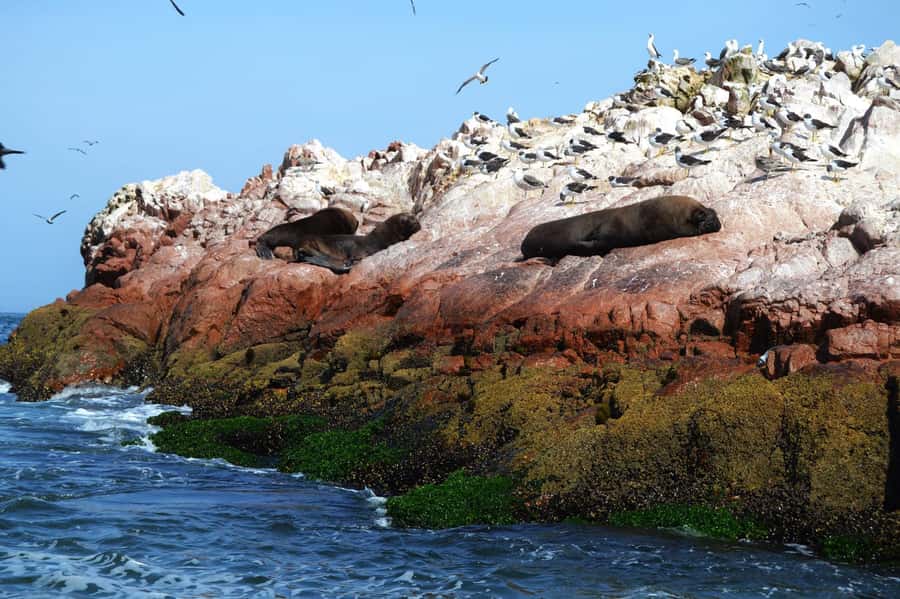 Lima: Ballestas Islands, Winery and Nazca Lines Private Tour - The drive back to Lima and how to avoid a tired-day flop