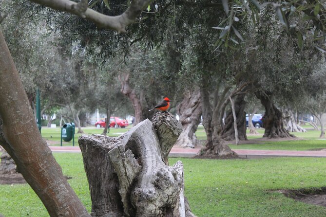 Lima: City biking - Barranco: Bohemian Streets, Urban Art, and the End-of-Tour High