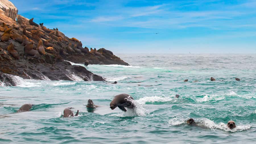 Lima | Islas Palomino Tour | Swim with Sea Lions - Key things to know