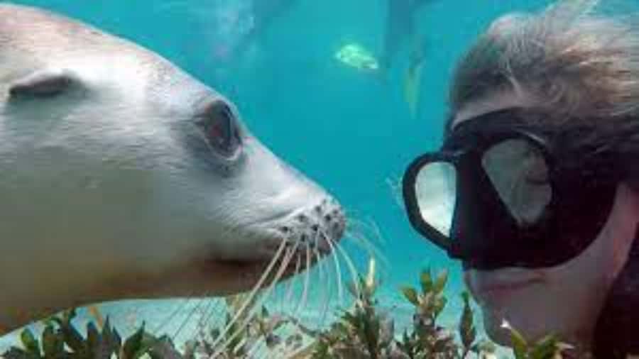 Lima | Islas Palomino Tour | Swim with Sea Lions - The boat ride details: Callao anchorage, El Camotal, and San Lorenzo stories