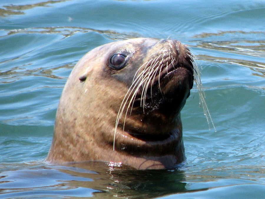 Lima | Islas Palomino Tour | Swim with Sea Lions - Palomino Island swim: what it is like to enter a sea lion colony