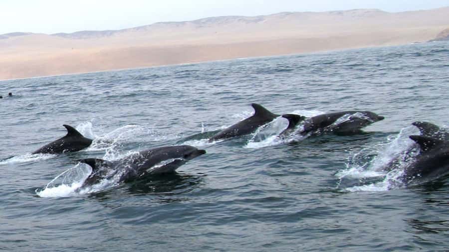 Lima | Islas Palomino Tour | Swim with Sea Lions - The return cruise, snack, and how to keep the day going