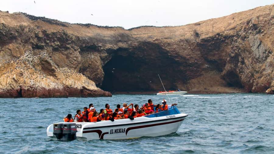 Lima | Islas Palomino Tour | Swim with Sea Lions - Price and value: is $79 worth your time