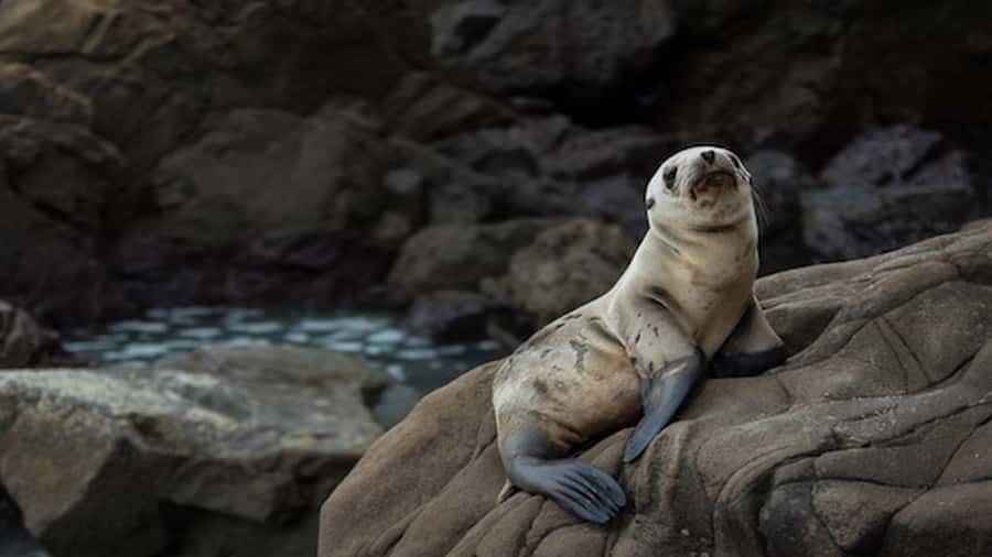 Lima | Islas Palomino Tour | Swim with Sea Lions - Who this tour is best for, and who should skip it