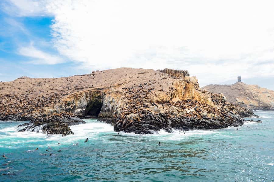 Lima | Islas Palomino Tour | Swim with Sea Lions - Should you book the Lima Islas Palomino sea lion swim?