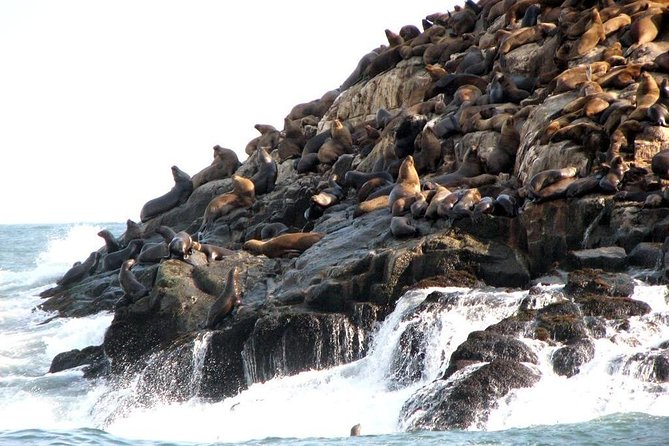 Lima: Palomino Islands Excursion & Swimming with Sea Lions with Hotel Transfers - Swimming with sea lions: how the experience is managed