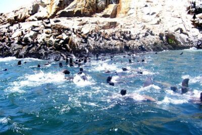 Palomino Islands Excursion & Swimming with Sea Lions with Hotel Transfers