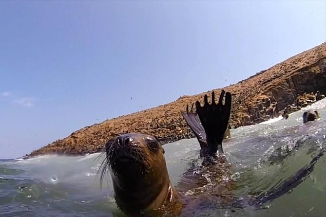 Lima: Palomino Islands Excursion & Swimming with Sea Lions with Hotel Transfers - What about the smell and the wave factor?
