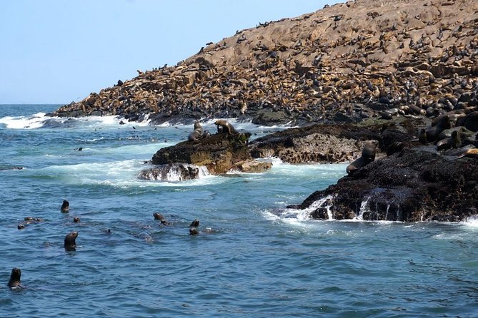 Lima: Palomino Islands Excursion & Swimming with Sea Lions with Hotel Transfers - The guide team: what “good support” looks like in the real world