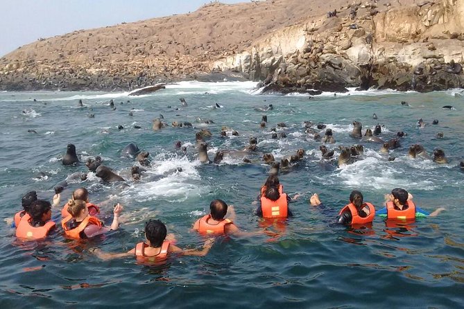 Lima: Palomino Islands Excursion & Swimming with Sea Lions with Hotel Transfers - Price and value: what $125 buys you, and where it might not