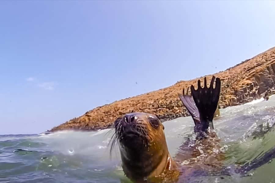 Lima: Palomino Islands Speedboat Tour & Swim with Sea Lions - Key highlights to know before you go