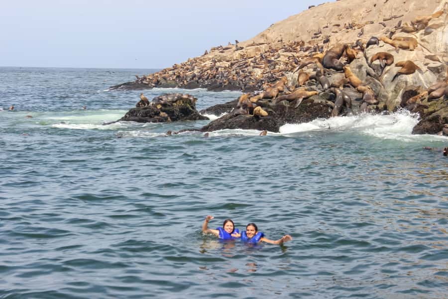 Lima: Palomino Islands Speedboat Tour & Swim with Sea Lions - Who should book this, and who should skip it