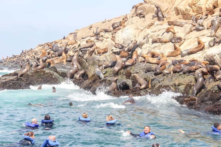 Lima: Palomino Islands Speedboat Tour & Swim with Sea Lions - Sea lions off Lima: the Palomino Islands half-day idea
