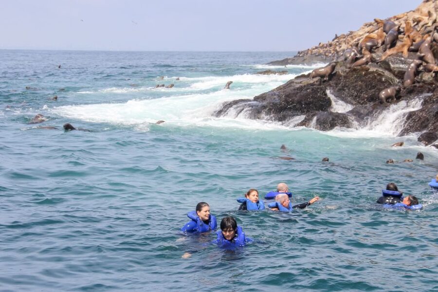 Lima: Palomino Islands Speedboat Tour & Swim with Sea Lions - Bird-spotting that feels doable, not random