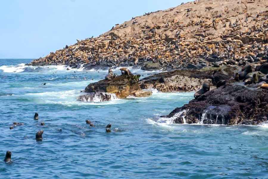 Lima: Palomino Islands Speedboat Tour & Swim with Sea Lions - What you get (and don’t) for the $125 price