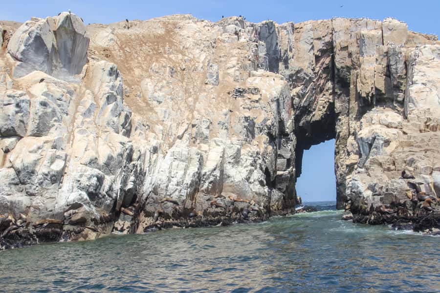 Lima: Palomino Islands Speedboat Tour & Swim with Sea Lions - Pickup from central Lima to Callao Harbor, then a fast speedboat out
