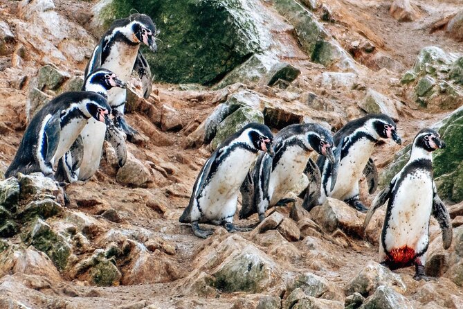 Lima: Paracas Reserve, Slave Tunnels & Ballestas Islands Full Day - Paracas boardwalk free time: where the timing actually lets you breathe