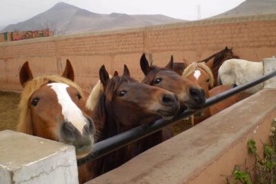 Premium Peruvian Horse Show with Lunch & Transfers