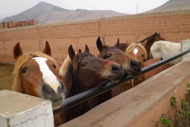 Lima: Premium Peruvian Horse Show with Lunch & Transfers - The hacienda walk, Paso breeding lessons, and your short ride